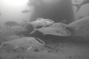 Does greater amberjack need a new fisheries management approach?