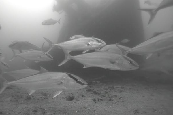 fisheries management