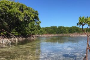 Study: After decades of decline, mangrove forests are recovering worldwide