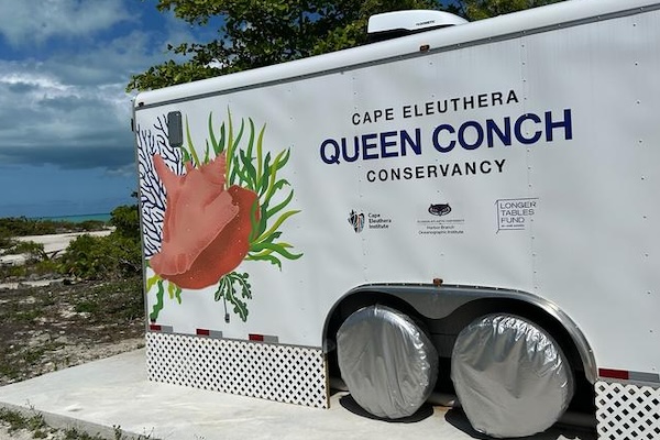 Article image for Queen conch mobile hatchery records first hatch in The Bahamas