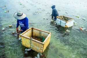 Regenerative seaweed company secures investment to scale Southeast Asia smallholder farming