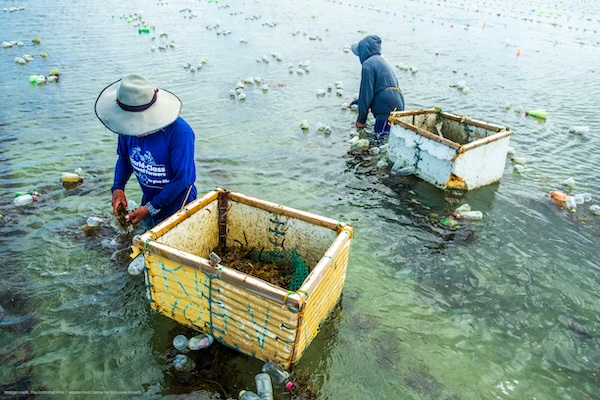 Regenerative seaweed
