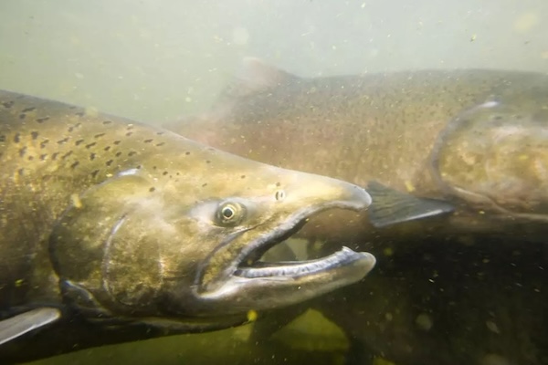 chinook salmon