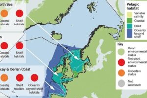 Plankton declines raise concerns about ocean health in the Northeast Atlantic