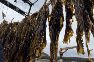 ‘Climate warming is pushing seaweed aquaculture to rethink geographic and biological limits’