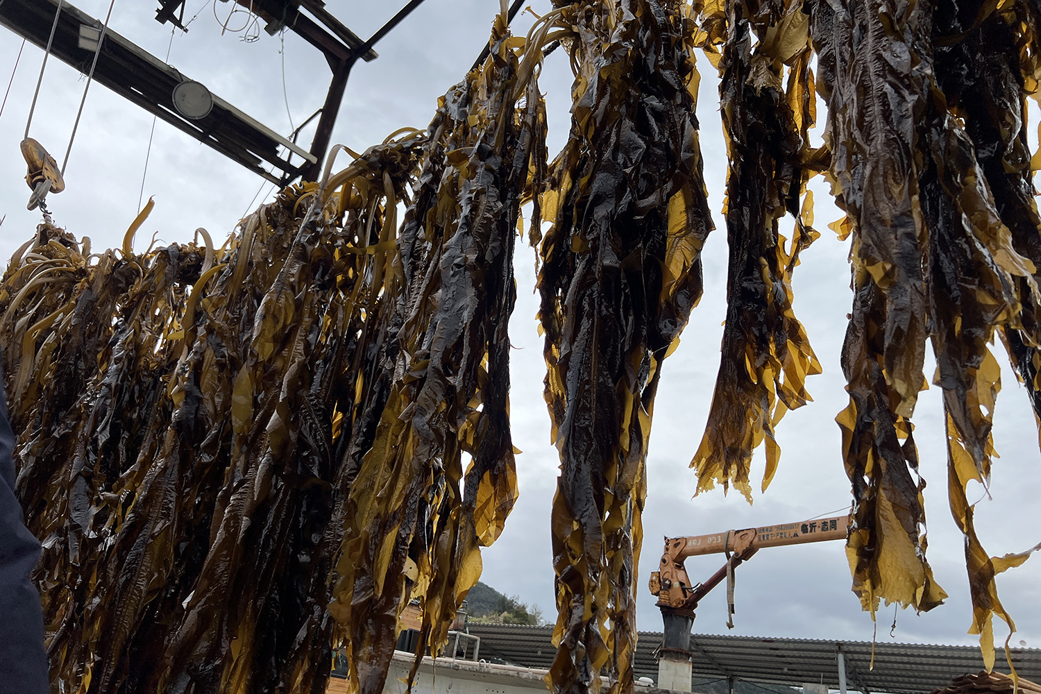 seaweed farming