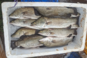 A look at Asian sea bass culture in India: Status, challenges and the way forward