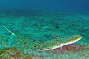 Catch & Culture Review: How deoxygenation in the ocean impacts Pacific halibut fisheries, with ecological and economic projections