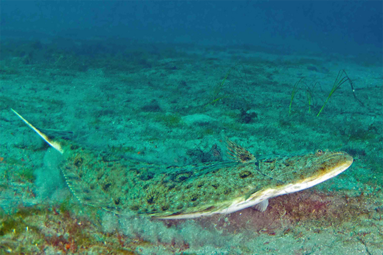 Article image for Catch & Culture Review: How deoxygenation in the ocean impacts Pacific halibut fisheries, with ecological and economic projections