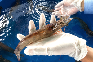 Catch & Culture Review: The multi-omics approach is cracking the code on shrimp breeding