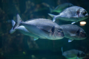 Selective breeding yields long-term genetic progress for gilthead sea bream aquaculture