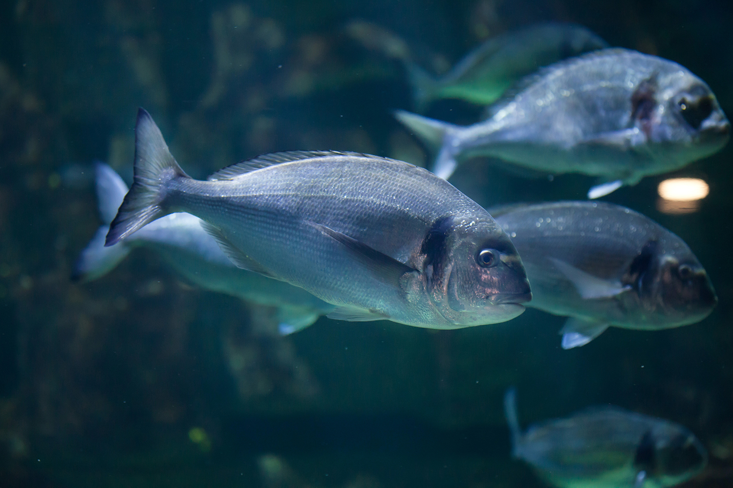 gilthead sea bream
