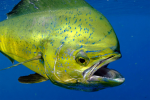 Catch & Culture Review: Worldwide genome-wide genetic diversity and population structure of mahimahi