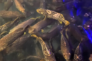 Germany's aquaculture paradox: global innovator, modest producer