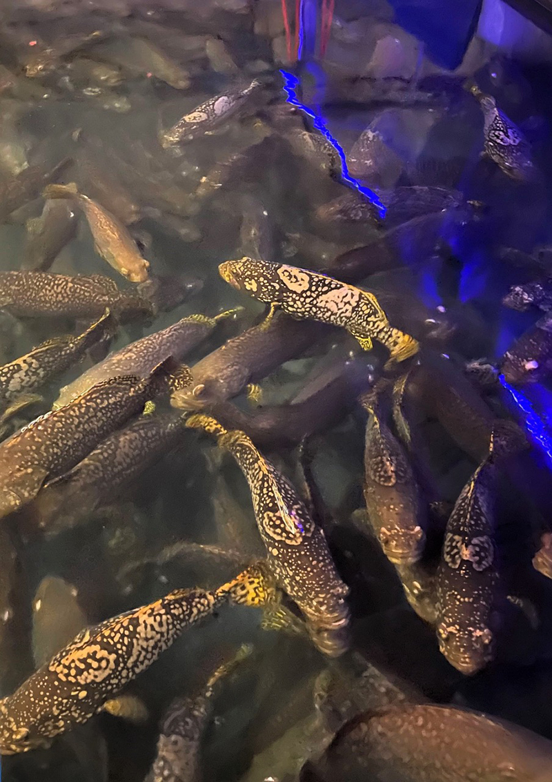 Germany aquaculture