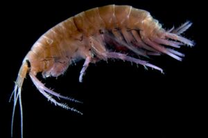 Study finds marine amphipods can upcycle crop waste into aquaculture feeds