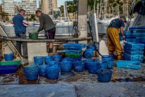 EU seafood alliance calls for aquatic foods to be included in European protein strategy
