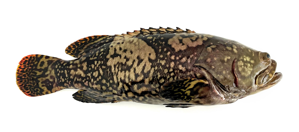 Germany aquaculture