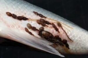 Study: AI model identifies salmon lice larvae faster and more accurately than biologists