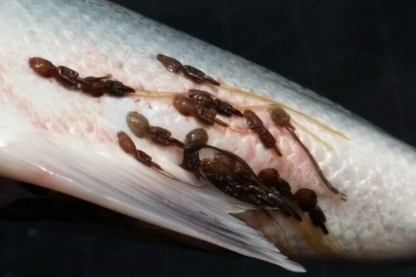 sea lice