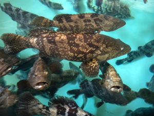 Catch & Culture Review: Exploring the potential and hurdles of RNA interference in aquaculture