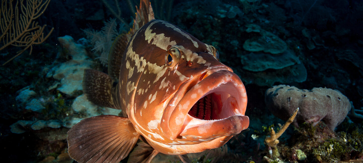 fishery management