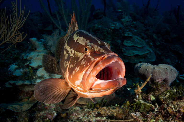 Article image for Catch & Culture Review: Fishery management for grouper in relation to the IUCN Red List