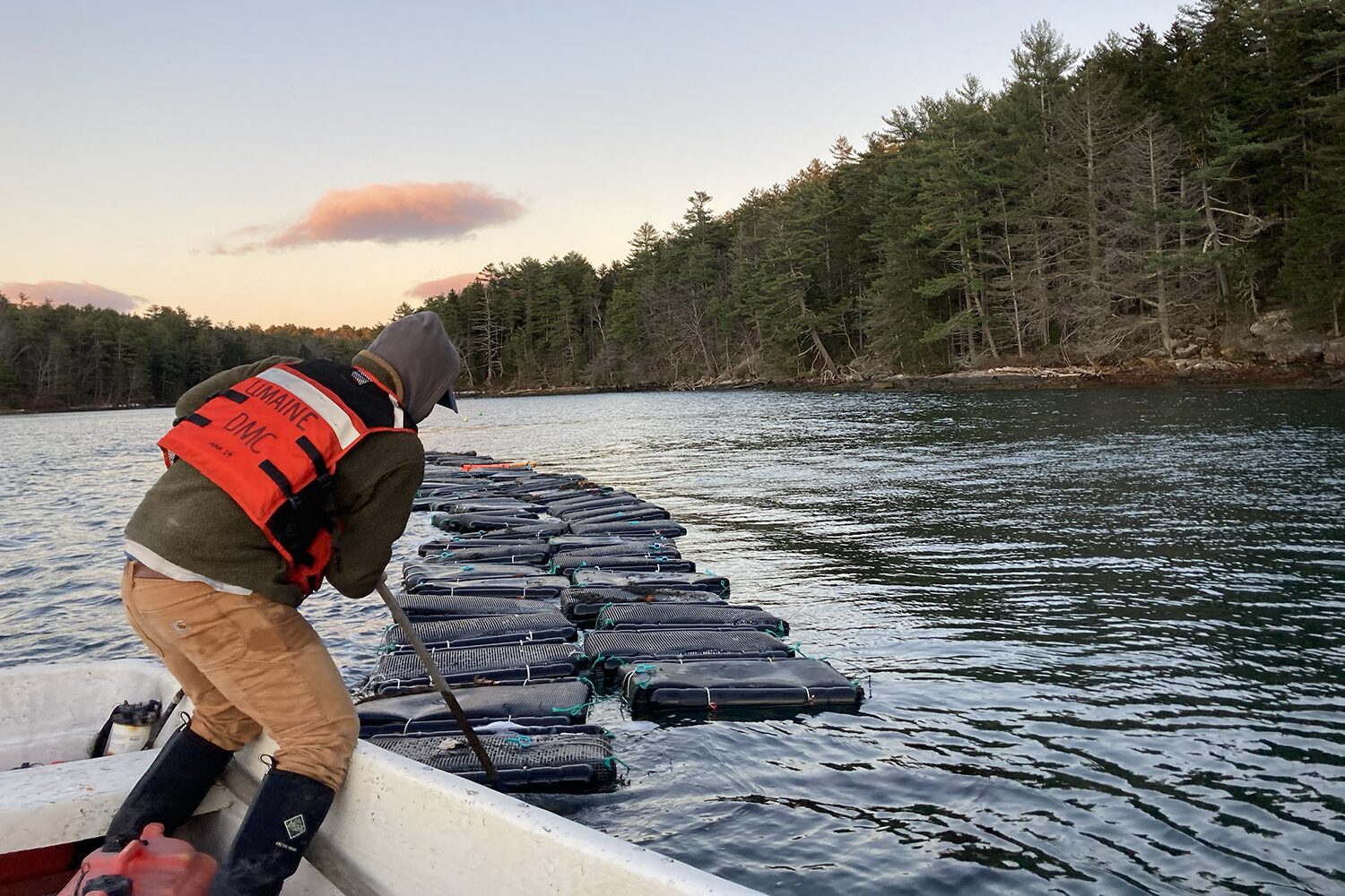 oyster farming