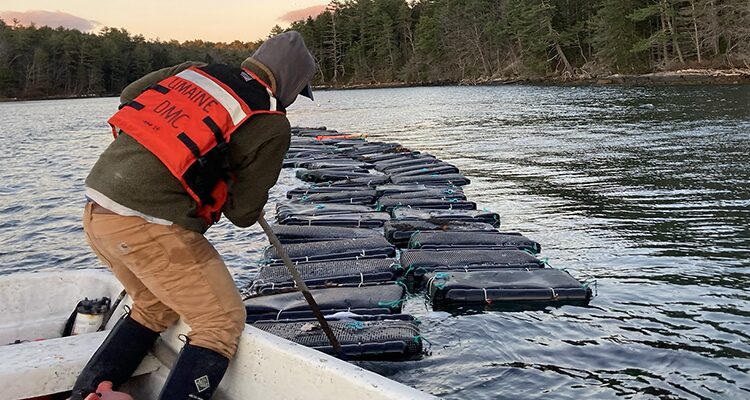 Image for article: From space to shellfish: How satellites are mapping Maine’s oyster farming future