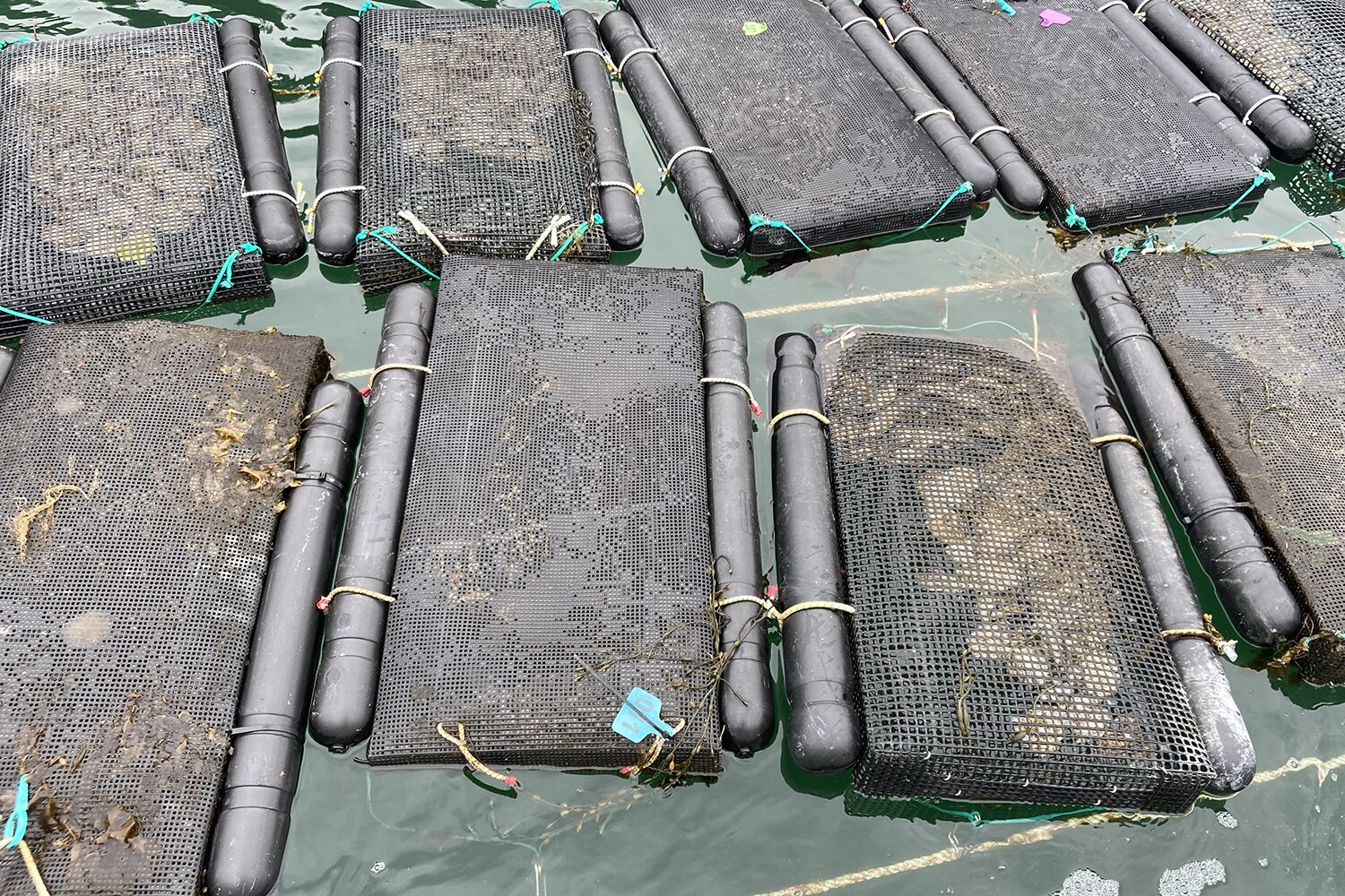 oyster farming