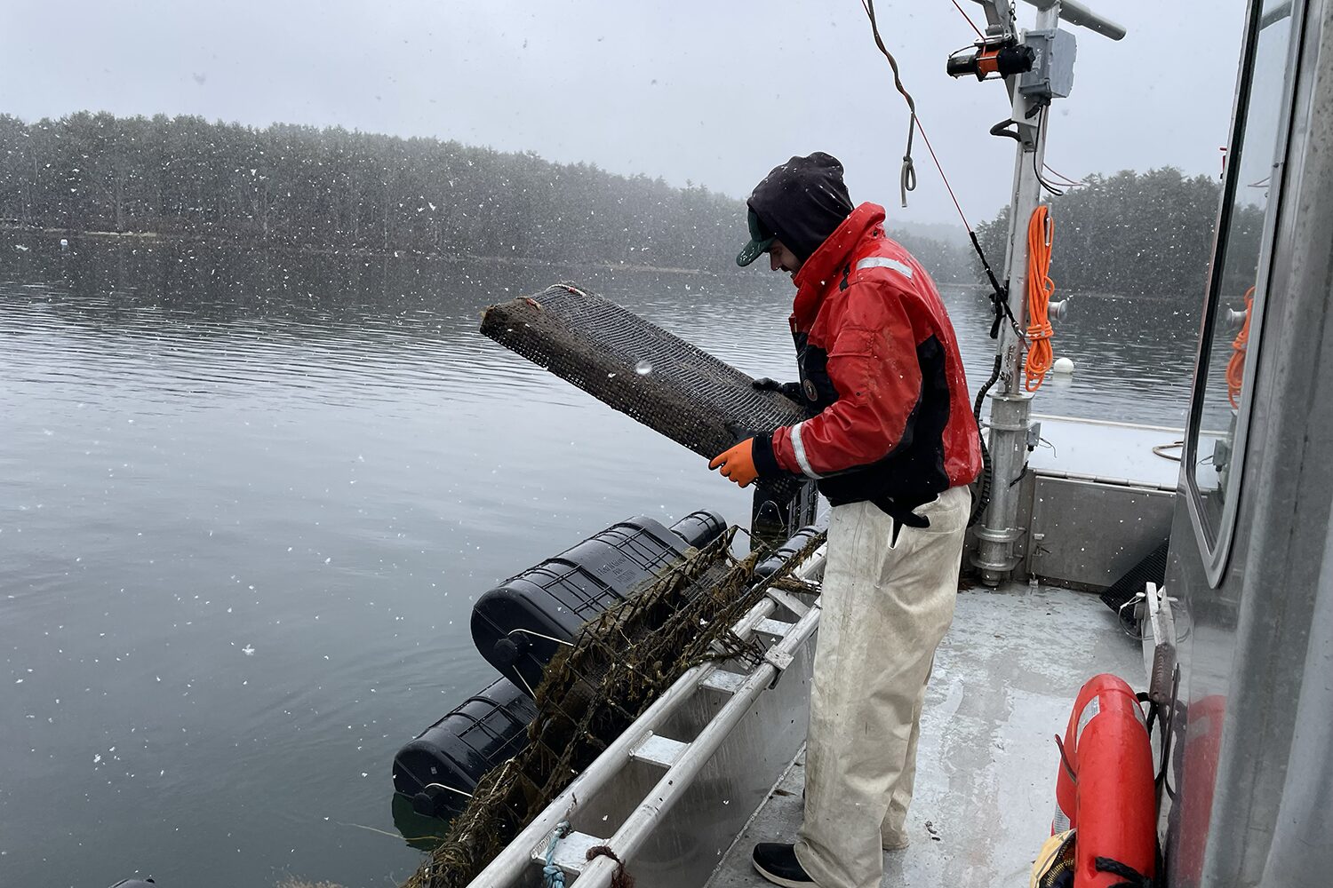 oyster farming