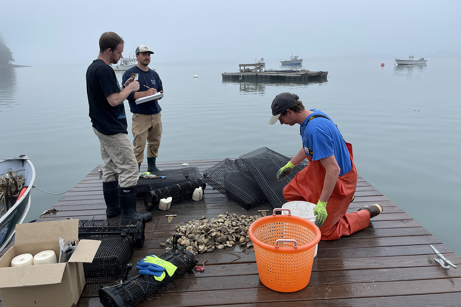 oyster farming