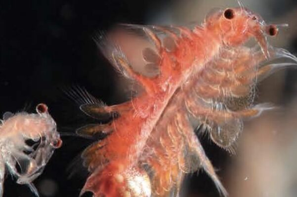 artemia