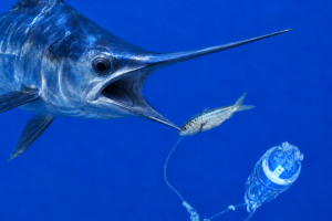 Responsible Seafood Innovation Award finalist: How blue-violet LED lights could help longline fisheries reduce bycatch