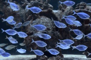 NOAA-funded aquaculture project develops breeding methods for more than 20 marine fish species