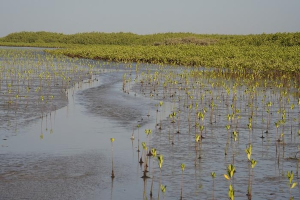mangroves