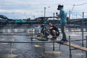 Responsible Seafood Innovation Award finalist: Learning from farm failures to develop an on-site rapid test to detect shrimp diseases