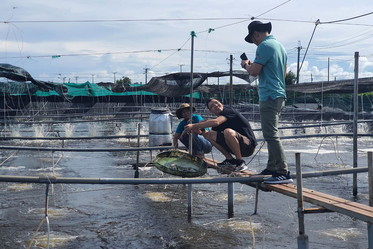 shrimp diseases