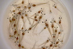 Catch & Culture Review: Research gaps and future directions for penaeid shrimp larvae nutrition and rearing