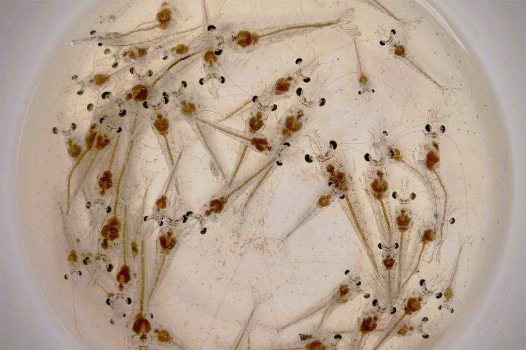 Article image for Catch & Culture Review: Research gaps and future directions for penaeid shrimp larvae nutrition and rearing