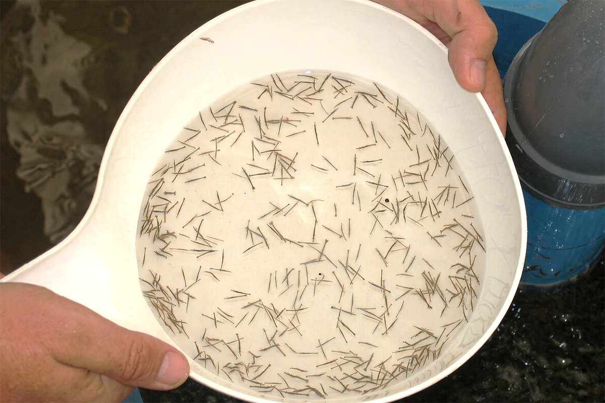 shrimp larvae