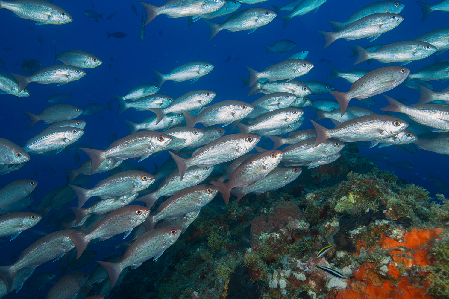 multi-species management