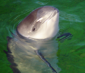 Study examines harbor porpoise behavior in a fishing gear entanglement