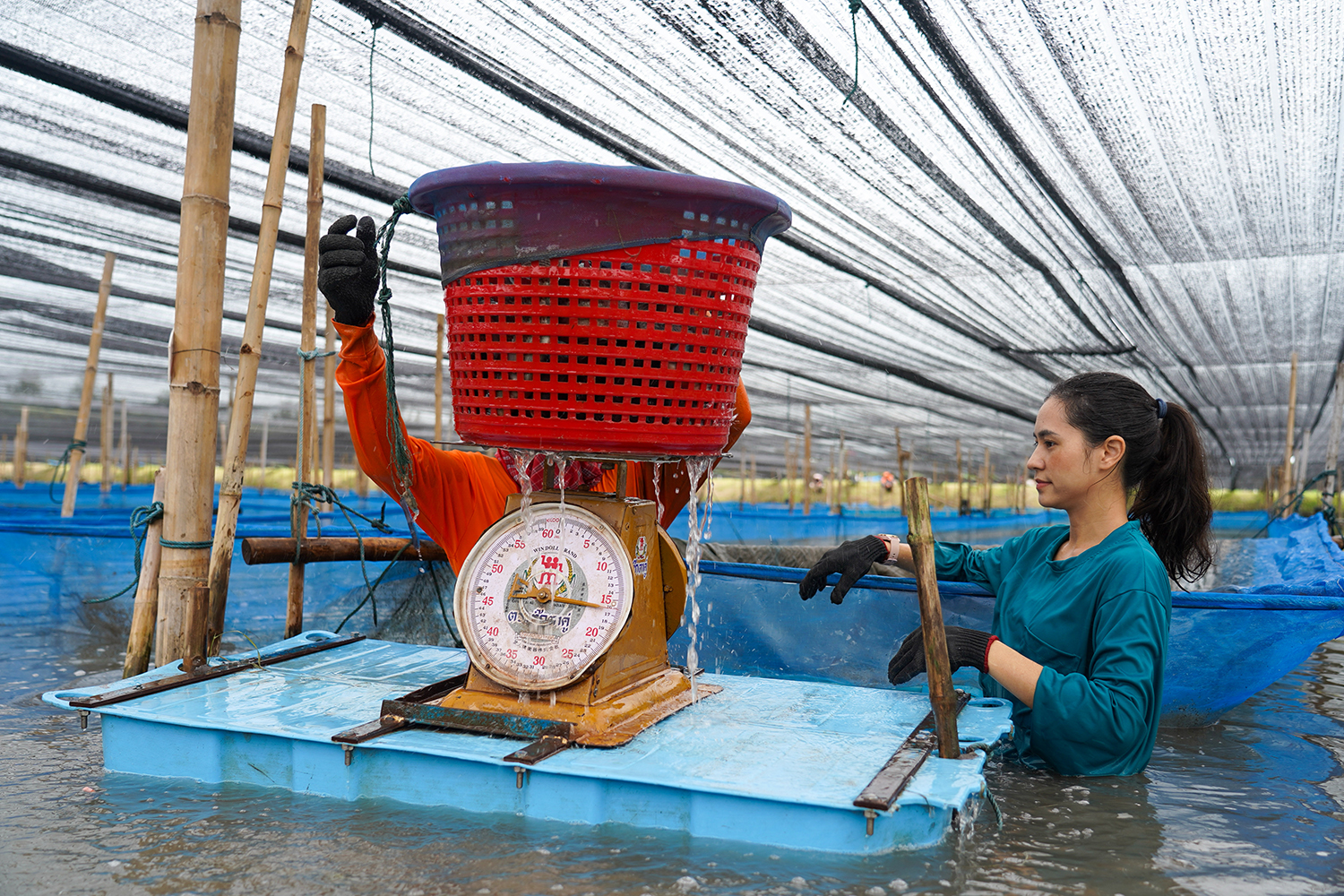 aquaculture