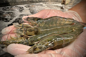 Shrimp bioacoustics: New insights into feeding behavior and precision aquaculture