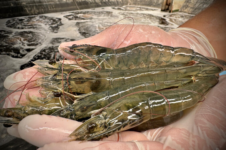 Article image for Shrimp bioacoustics: New insights into feeding behavior and precision aquaculture