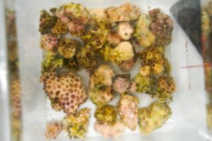 Lab-grown corals could help scientists study resilience to ocean warming