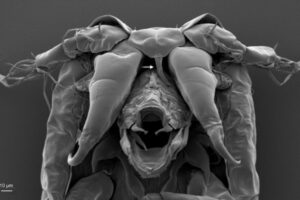 Overlooked sea lice structure may hold clues to how parasites infect salmon