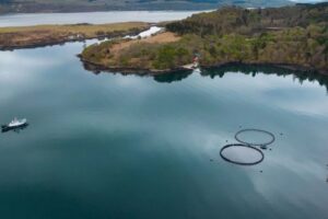 New method could turn sea lice secretions into targets for vaccine development