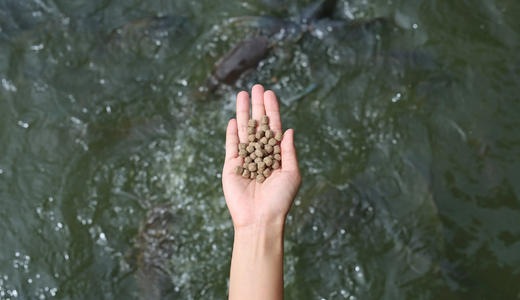 Image for article: Responsible Feed is Integral to Responsible Aquaculture